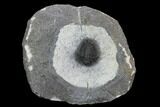 Lichid (Acanthopyge) Trilobite - Issoumour, Morocco #128945-2